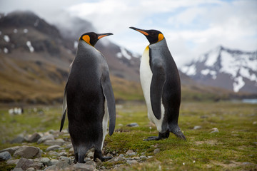 Obraz premium penguin in the arctic
