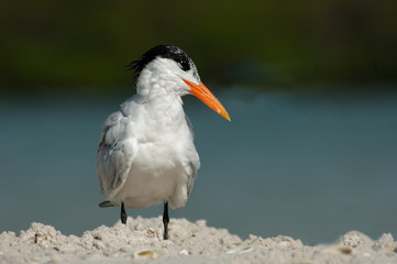 A common tern (Thalasseus maximus) with non-breeding plumage poses on a sandbar at Wiggins Pass, Florida, with a soft bokeh background of water and mangroves.
