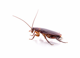 close-up cockroach isolated on a white background