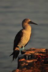 Blue Footed Boobie