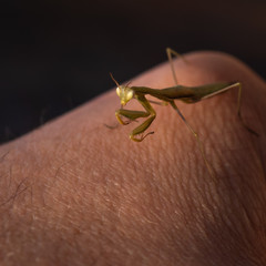 European Mantis, Praying Mantis or Mantis Religiosa (Mantidae) on hand against black background