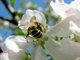 bee collects nectar on white flowers of quince