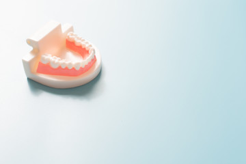 Dental model in oral health care concept.