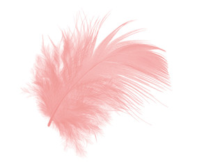 coral pink feather on white background 