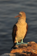 Blue Footed Boobie