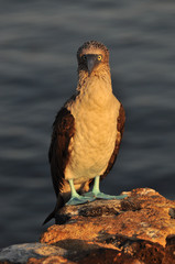 Blue Footed Boobie