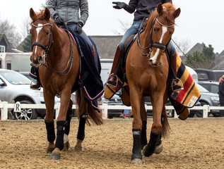 Two dressage horses and riders
