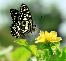butterfly on the yellow flower 