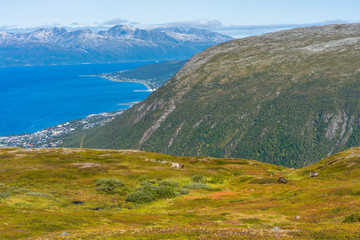 View of the mountains and hills around Tromso with grazing herd of reindeer. Norway