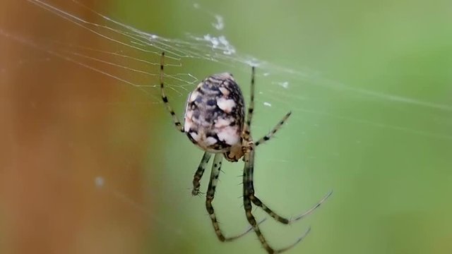 The spider swings on a web of macro. Insect predator in the natural environment.