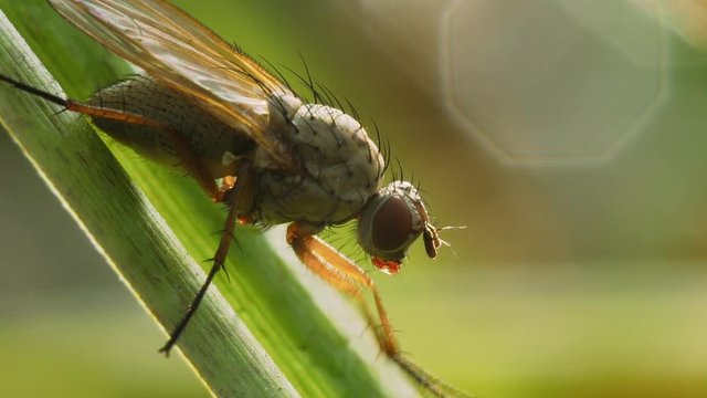 Fly Drosophila sits on a green blade of grass and cleans paws his head. Macro shot.