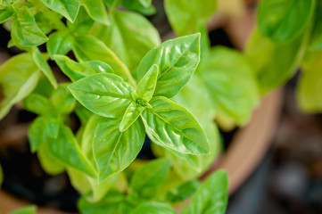 Closeup view of basil growing in a terra cotta pot in a garden.