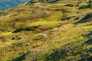 View of the mountains and hills around Tromso with reindeer in the distance, Norway