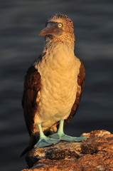 Blue Footed Boobie