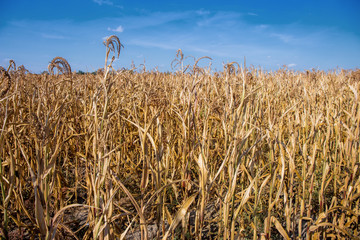 a field of corn dried up in the hot summer   © Rainer Fuhrmann