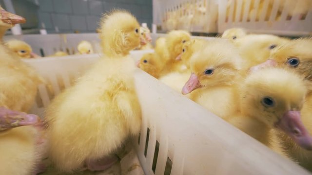 Chicken Farm, Agriculture concept. Close up of baby ducklings fussing and swarming