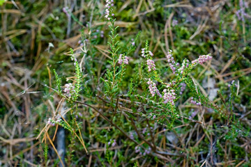 Flowering heather in the forest