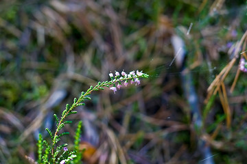 Flowering heather in the forest
