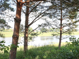 Fototapeta premium view of the river through the trees