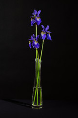 blue iris flowers in vase on black background