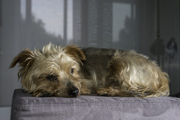 dog, breed yorkshire Terrier heavily laden