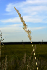 field grass closeup in Siberian field