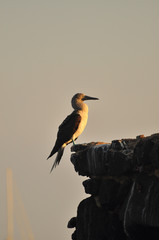 Blue Footed Boobie