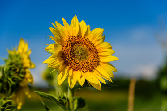 Sunflower in a garden on summer day