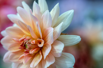 closeup of pink flower Chrysanthemum