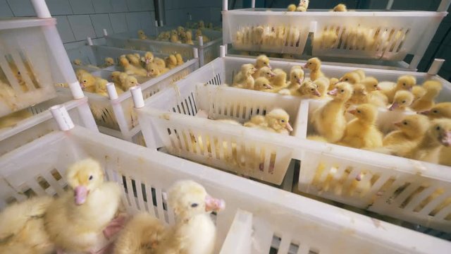 Henhouse facility with many boxes filled with baby ducks
