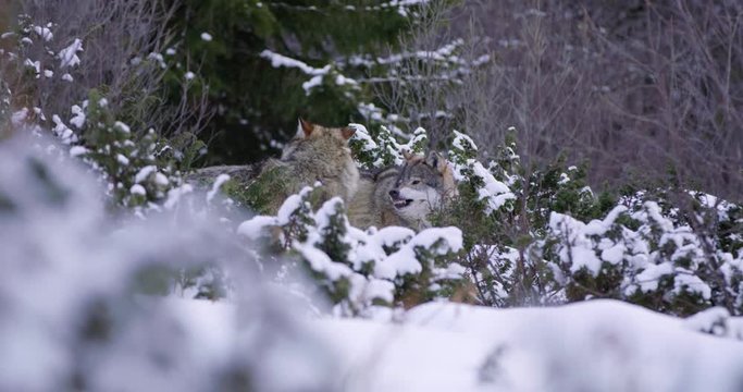 Alpha wolf showing teeth to another pack member