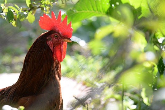 The cock shot in the profile
