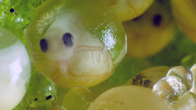 A clutch of Ecuadorian Monkey Frog (Phyllomedusa ecuatoriana) eggs with 10 day old embryos.  The eggs are laid in a clump between folded leaves above a pond.