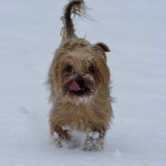 dog, breed yorkshire Terrier heavily laden