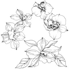 Fototapeta premium Wektor tropikalny kwiat orchidei. Kwiatowy kwiat botaniczny. Izolowany element ilustracji. Wektor Wildflower dla tła, tekstury, wzoru opakowania, ramki lub obramowania.