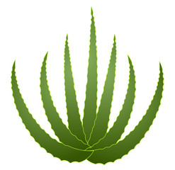 Green aloe vera icon vector eps 10