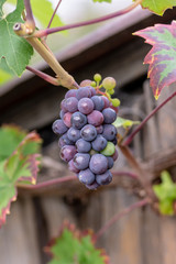 Wine grapes in nature.