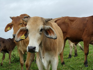 KODAK Digital Still Camera