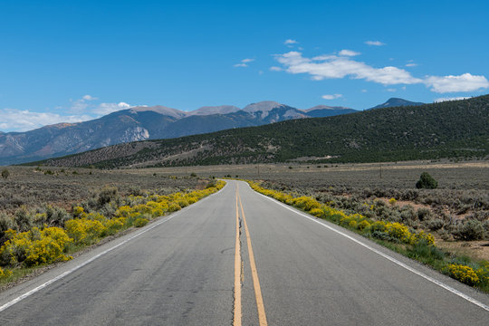 Highway surrounded by yellow flowering bushes curving into the distance towards the Sangre de Cristo mountain range in northern New Mexico