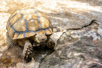 Large turtles crawl on concrete ground floors.