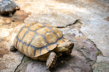 Large turtles crawl on concrete ground floors.