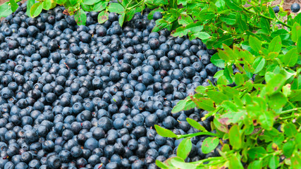 Ripe blueberries are evenly spread out. On an old, natural wooden background. Blurred.