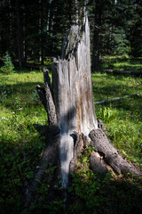Old, weathered tree stump and roots in an alpine forest meadow - vertical orientation
