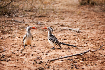 hornbill birds on the sand on the ground, Botswana, Africa.