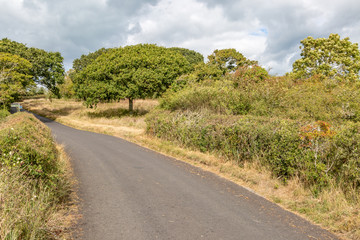 A country road on the Isle of Wight