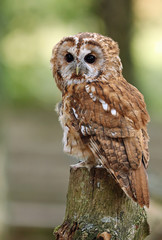 Portrait of a Tawny Owl in woodland