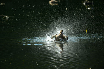 Enten und Gänse am Wasser