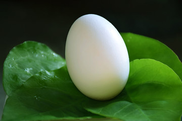 egg on green leaf