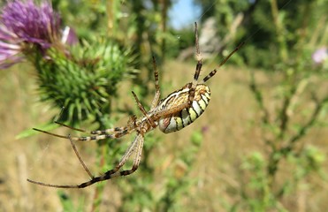 Argiope spider on thistle plant in the meadow, closeup