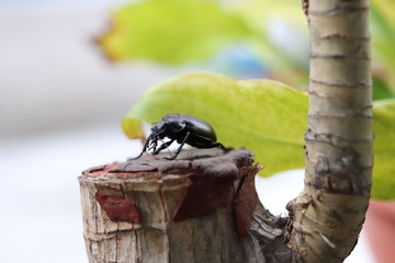 Escrabajo negro